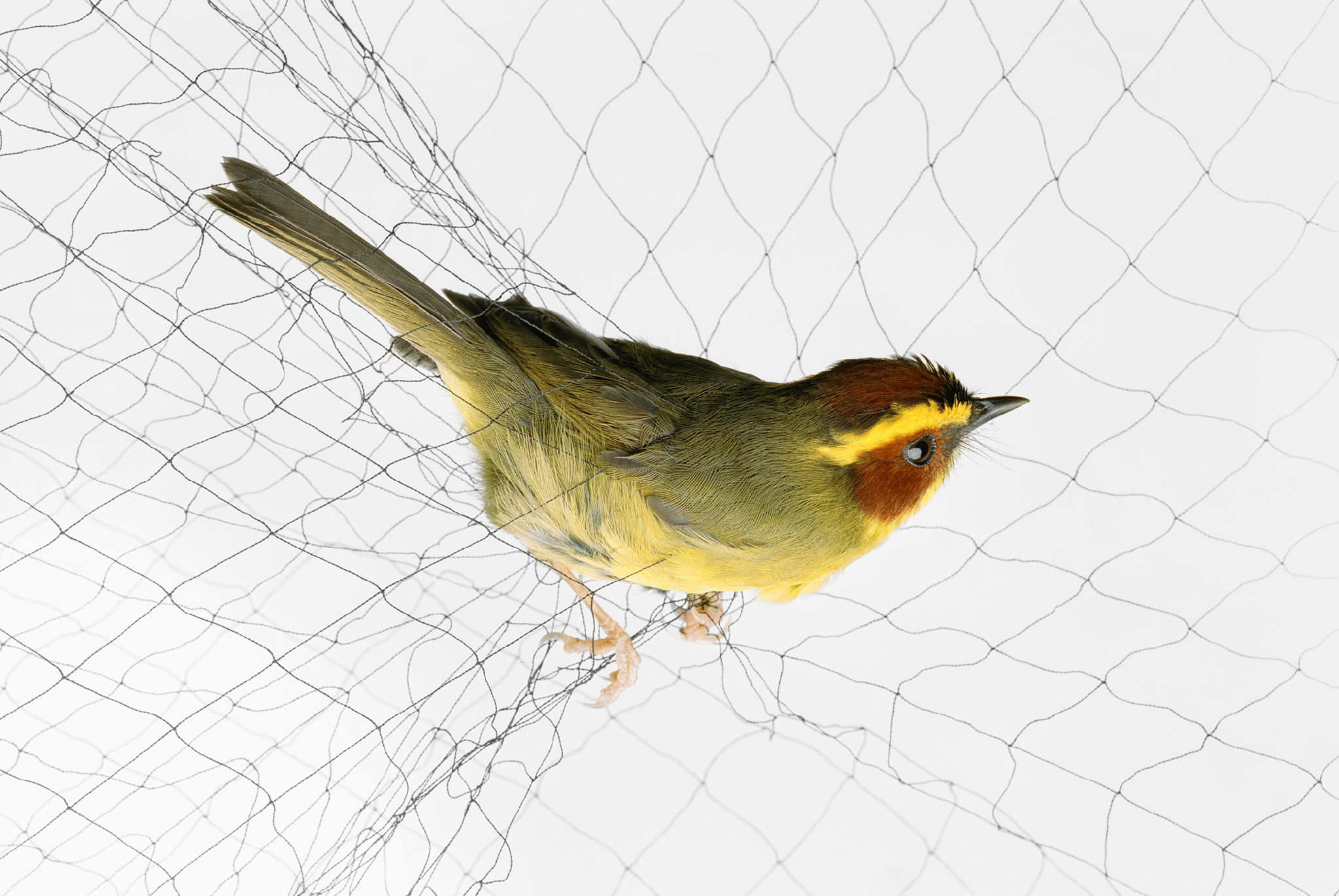 small bird caught in a net

yellow bird caught in a net

photographs by todd forsgren

do not use, only for cosmo feature use