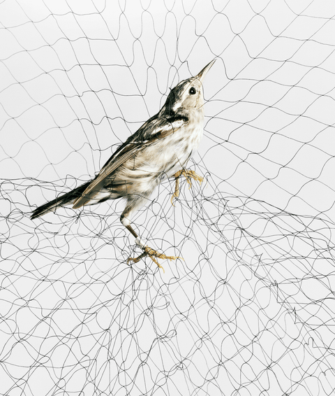 bird caught in a net    yellow bird caught in a net    photographs by todd forsgren    do not use, only for cosmo feature use