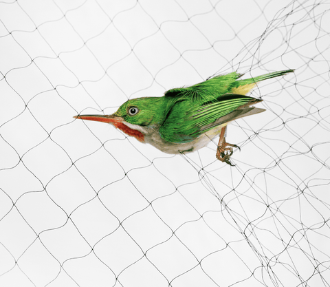 bird caught in a net    yellow bird caught in a net    photographs by todd forsgren    do not use, only for cosmo feature use