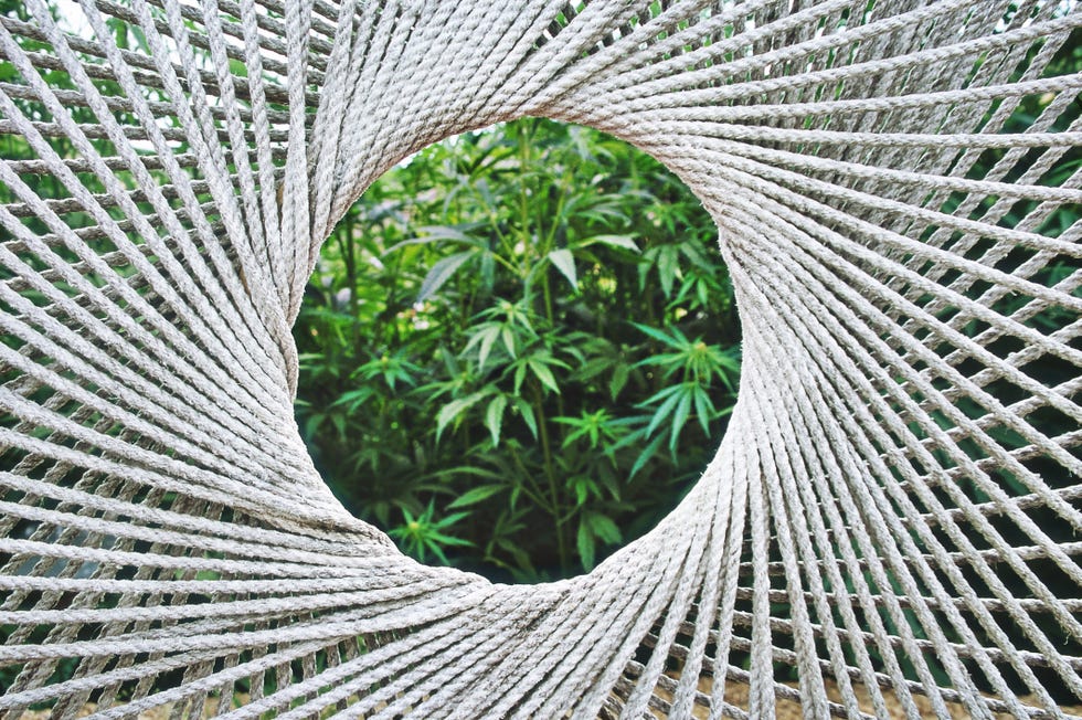 hemp rope fence (art by george fairhurst). rope weaved in such a way as to produce circular openings through which to view the hemp growing in the crops area. eden project - september.