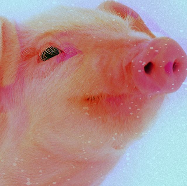 Domestic pig, Pink, Nose, Skin, Snout, Suidae, Close-up, Mouth, Fawn, Livestock, 