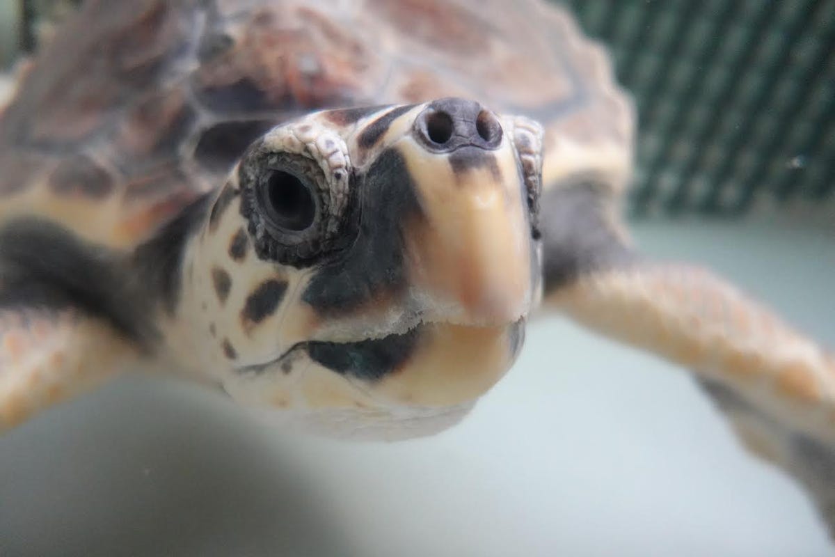 Cosmo per 30x30: storia di una tartaruga marina salvata con un guscio 3D