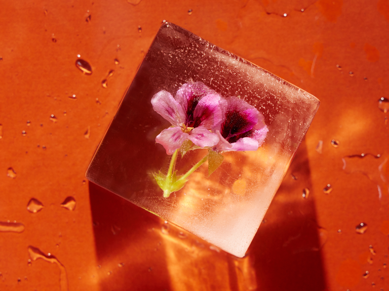 ice cube with flower bud frozen inside on an orange background