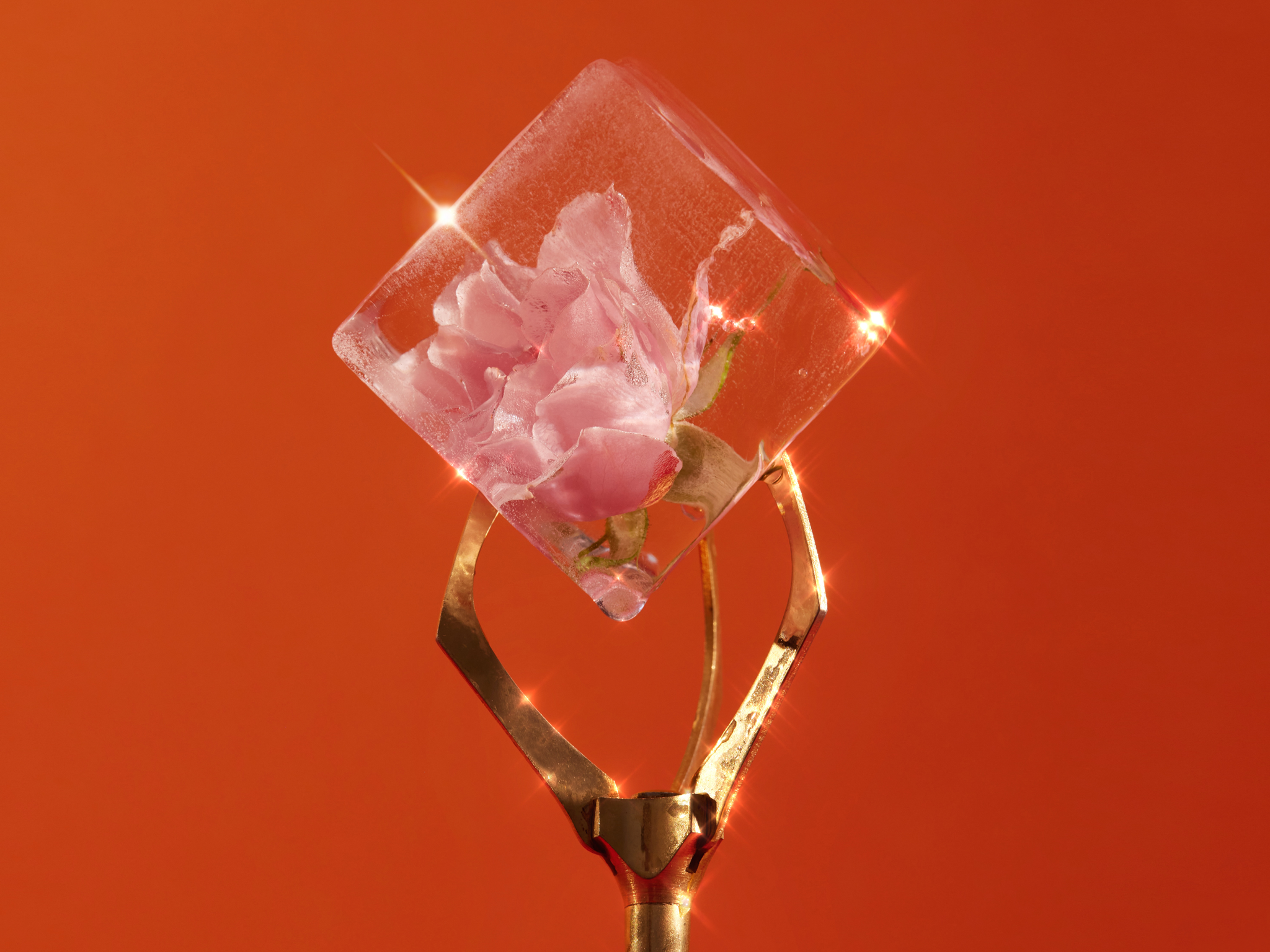 pink flower frozen in an ice cube, being held up by a metal claw, on a dark orange background