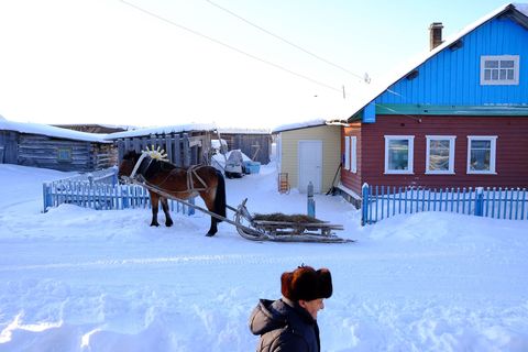 De economie van het dorp Sovpolie drijft op de verkoop van paarden Het paardenras van dit gebied staat bekend om zijn tolerantie voor kou en het kracht bij het dragen van zware lading