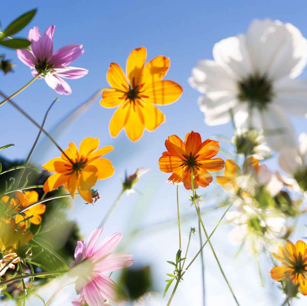 cosmos blooming in a park