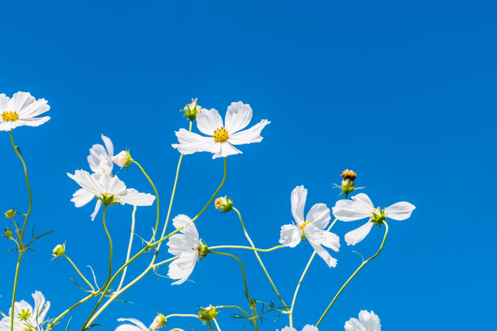 best white flowers cosmos