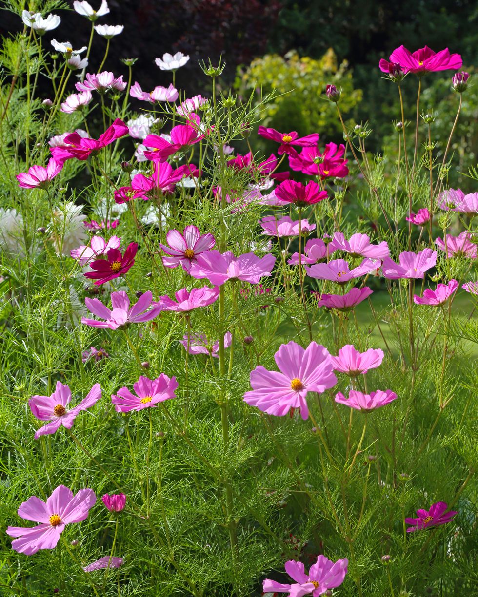 annual flowers cosmos