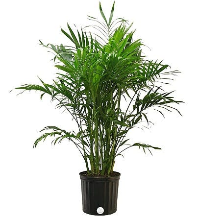 costa farms cat palm chamaedorea cataractarum, 3 feet tall, 3 foot, live indoor plant