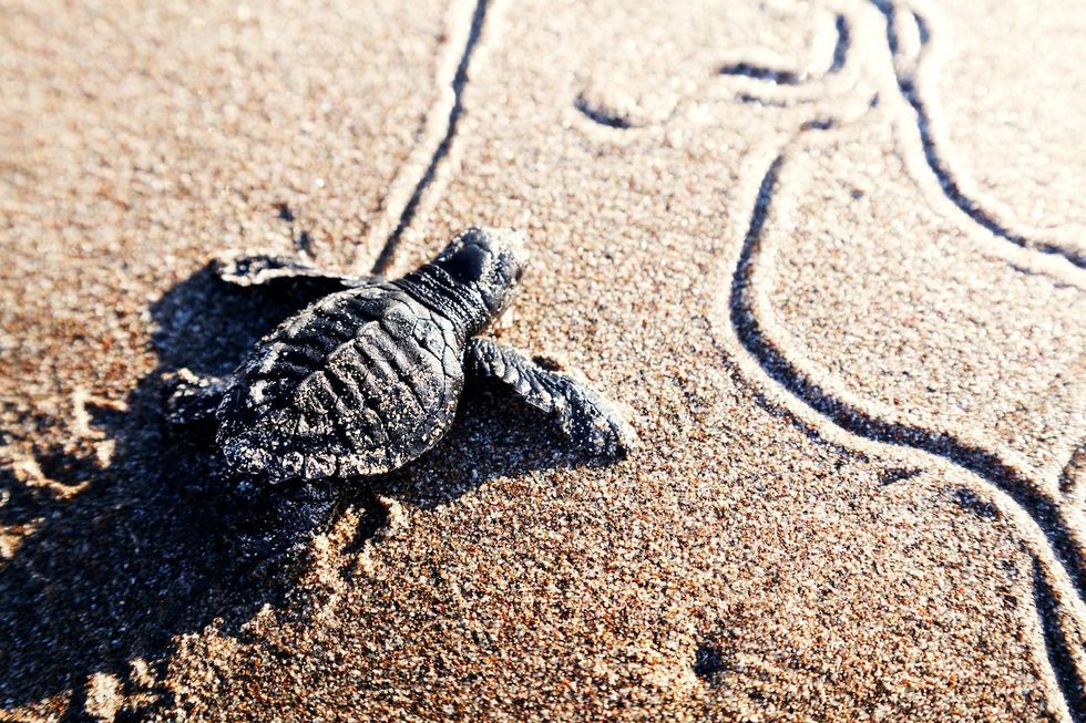 Op het strand bevindt zich het zeeschildpadbeschermingsproject ASVO waar schildpadeieren in een beschermde omgeving worden uitgebroed Als de eieren zijn uitgekomen waorden de schildpadjes uitgezet