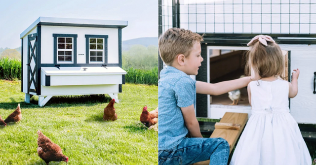 costco chicken coop