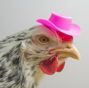 hen with a elegant pink hat