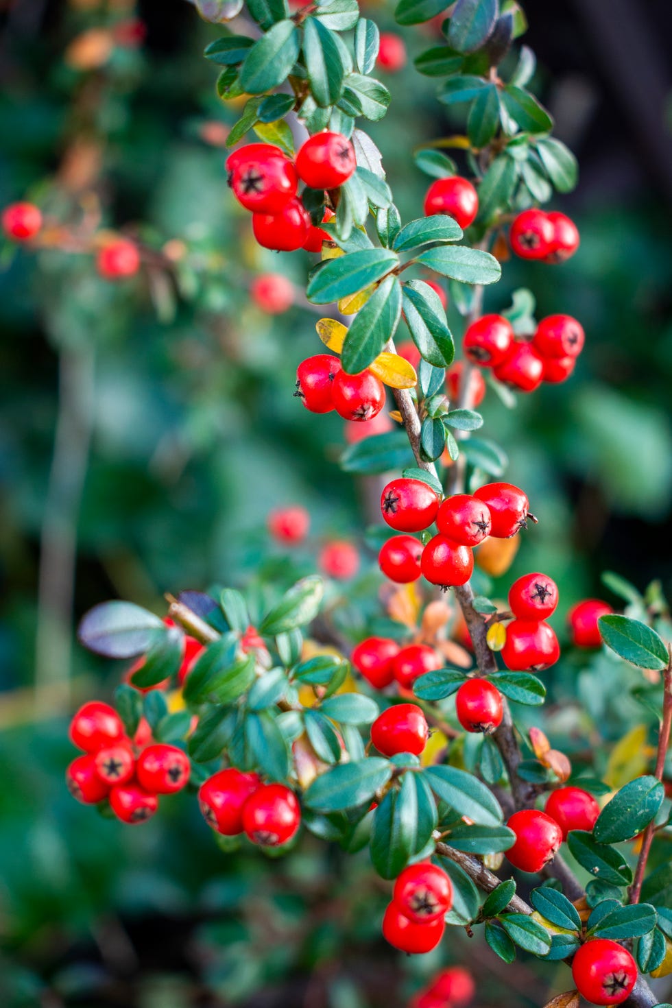 piece of scandinavian cotoneaster twig with vibrant red berry fruits in the warm sunny fall garden