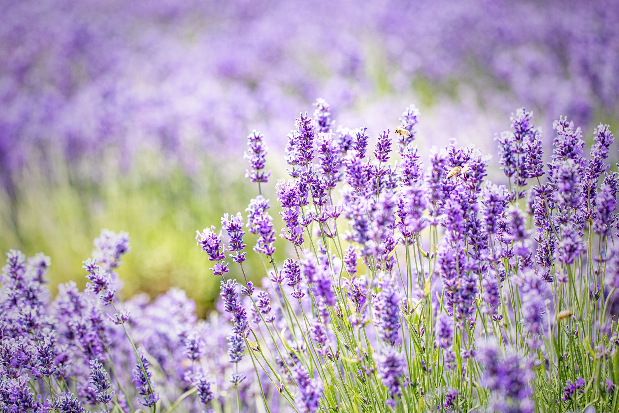 English lavender – Growing and Care