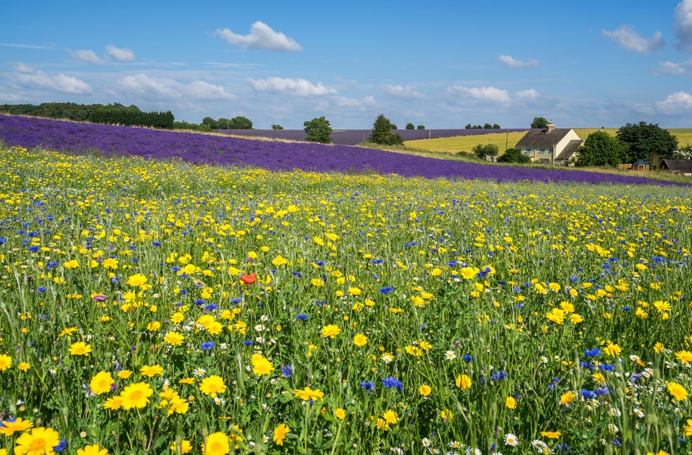 cotswolds lavender fields