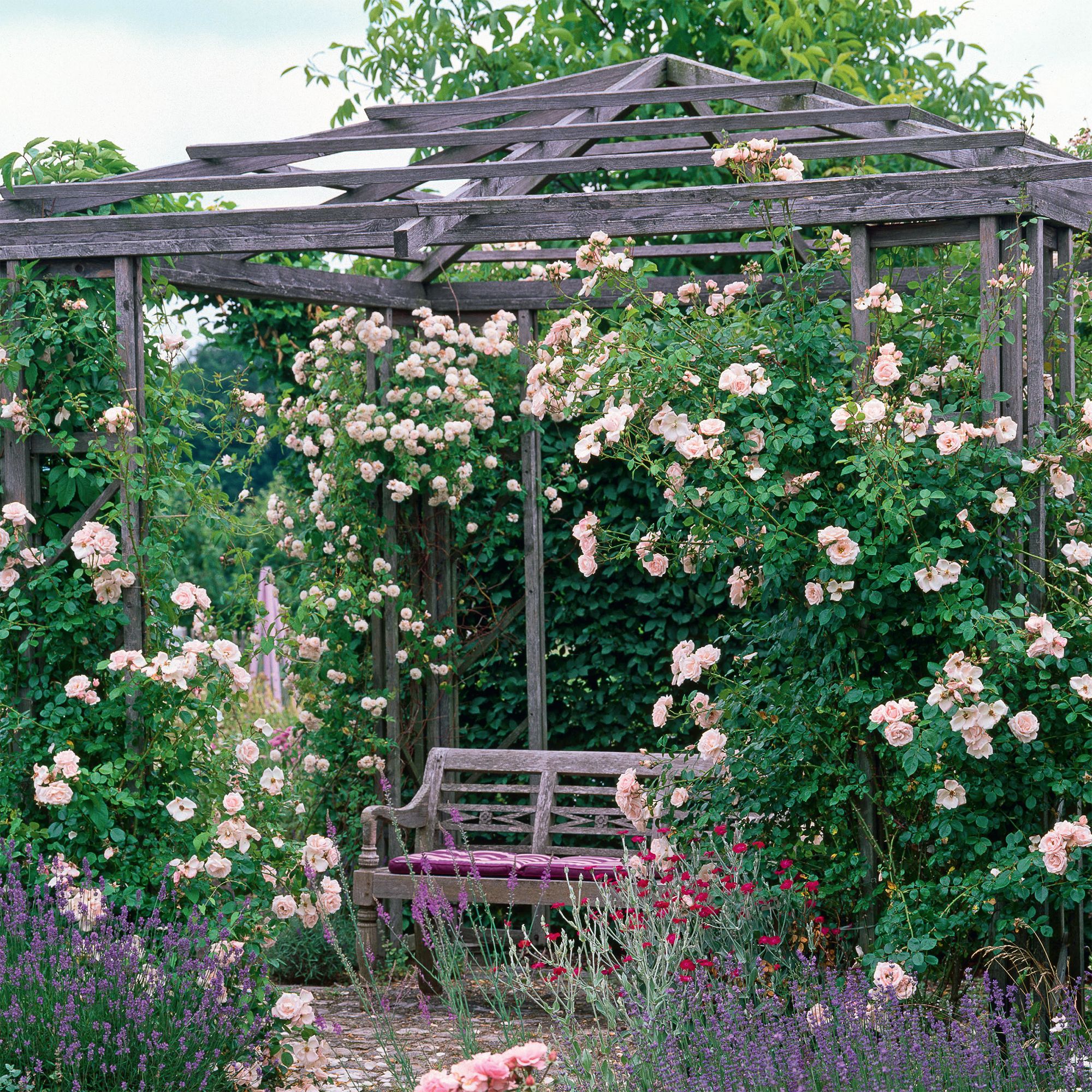 Create a Beautiful Cottage Rose Garden in Your Backyard - Tips and Ideas!