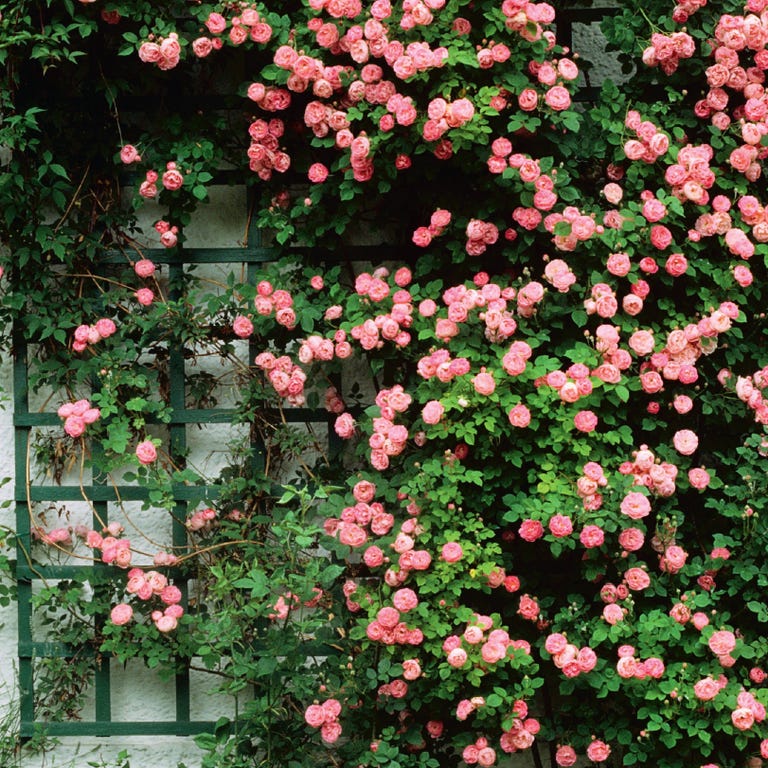 8 ways to recreate the 'cottage garden' look