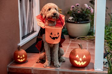 disfraz de perro para halloween de vampiro