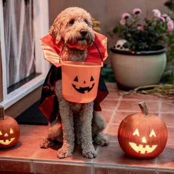 perro halloween disfraz de perro para halloween de vampiro
