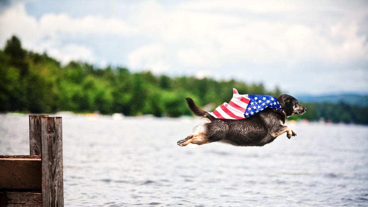 preview for Golden Retrievers: Why these positive pups are the perfect family breed