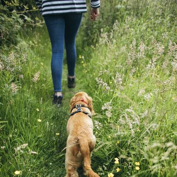 countryside dog walk