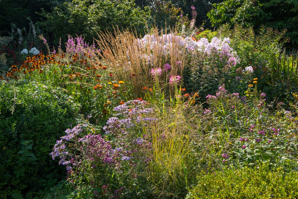 country garden in late summer