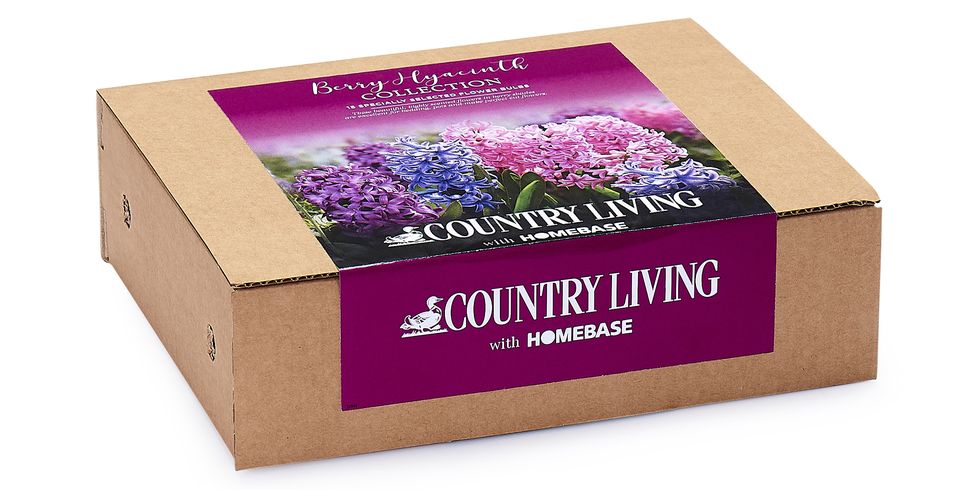 country living bulbs, available at homebase