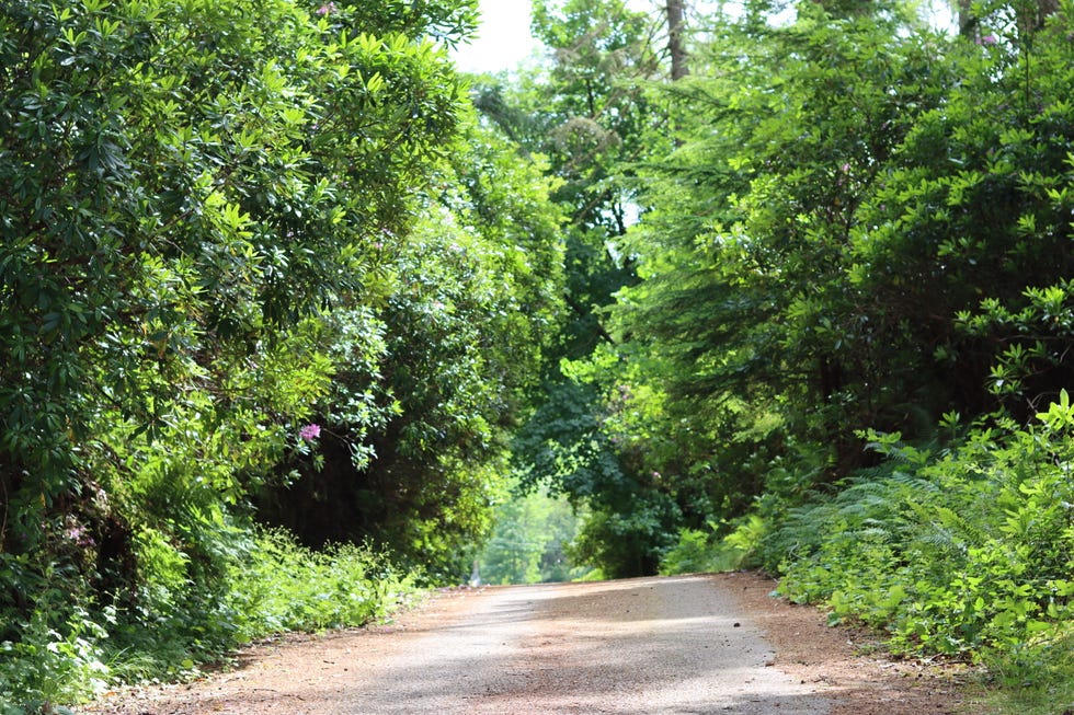 A forest path surrounded by deep green foliage in the summer sunshine