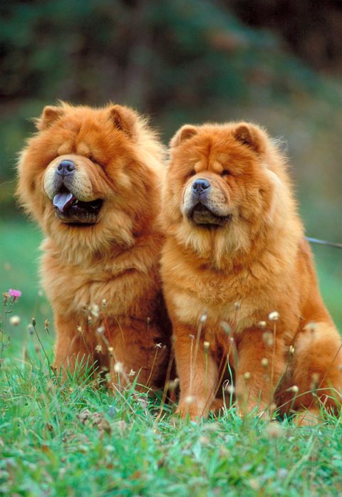 two red and very fluffy haired chow chow dogs, one with its tongue out, sitting in a meadow