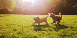 Couple of cocker spaniel dogs playing outdoor