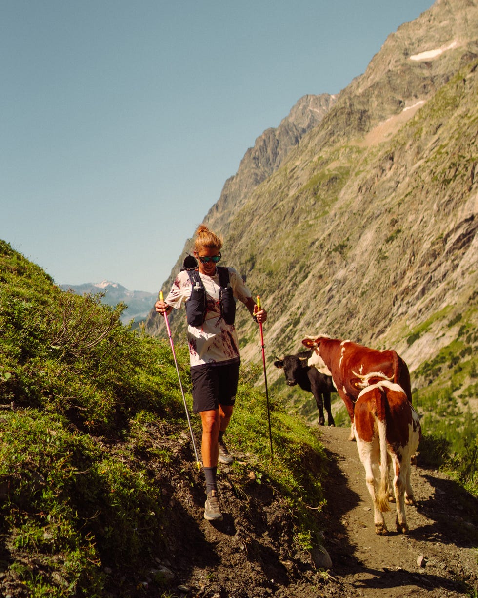 courtney dauwalter on trail next to cows