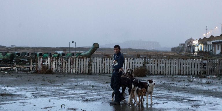 Working animal, Mudflat, Winter, Canidae, Bovine, Tourism, 