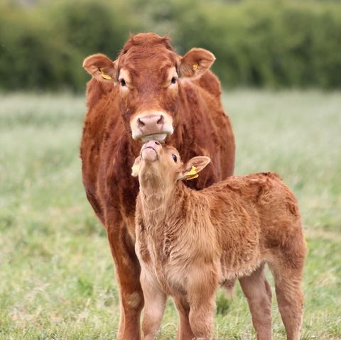 mother cow with her baby calf in a field in lincolnshire, uk
