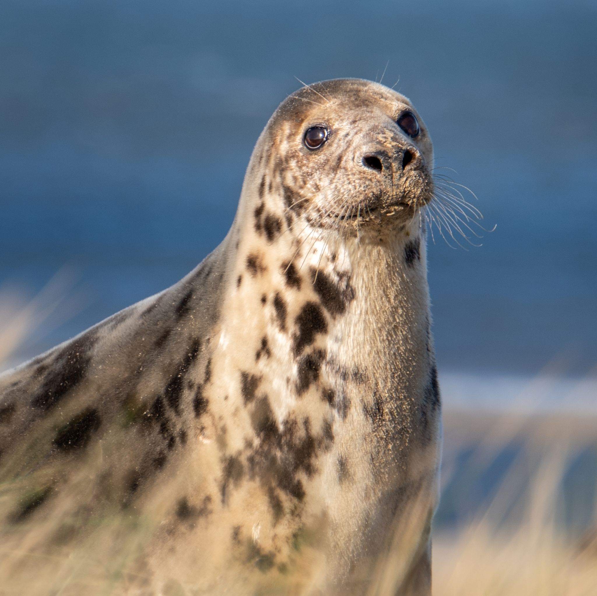 England's Largest Grey Seal Colony Expected to Welcome 4,000 Pups