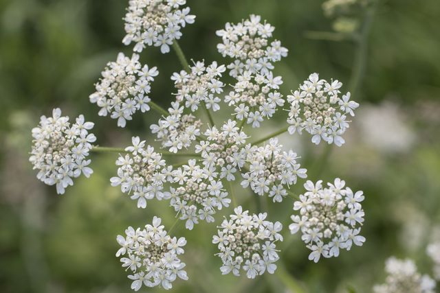 Flowering plant, Flower, Cow parsley, Plant, Trachyspermum ammi, Heracleum (plant), Anthriscus, Parsley family, wild carrot, Water dropwort, 
