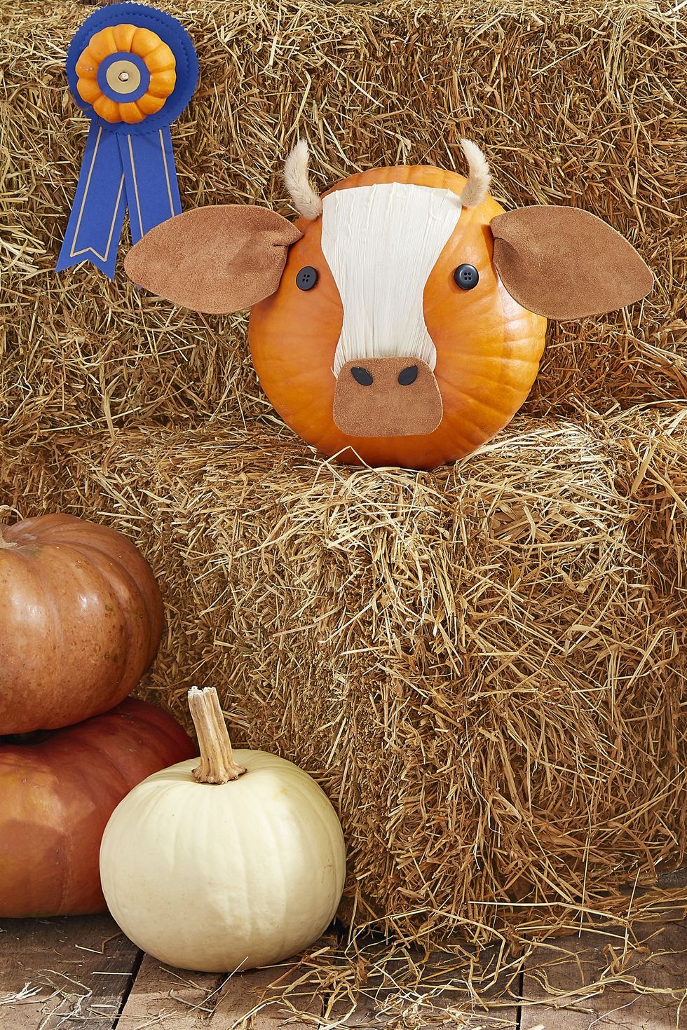 pumpkin faces, pumpkin carved to look like a cow with black button eyes