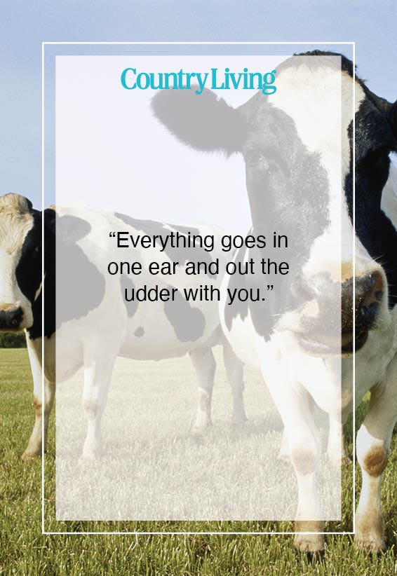 50 Hilarious Cow Jokes That Will Help You Milk the Laughs