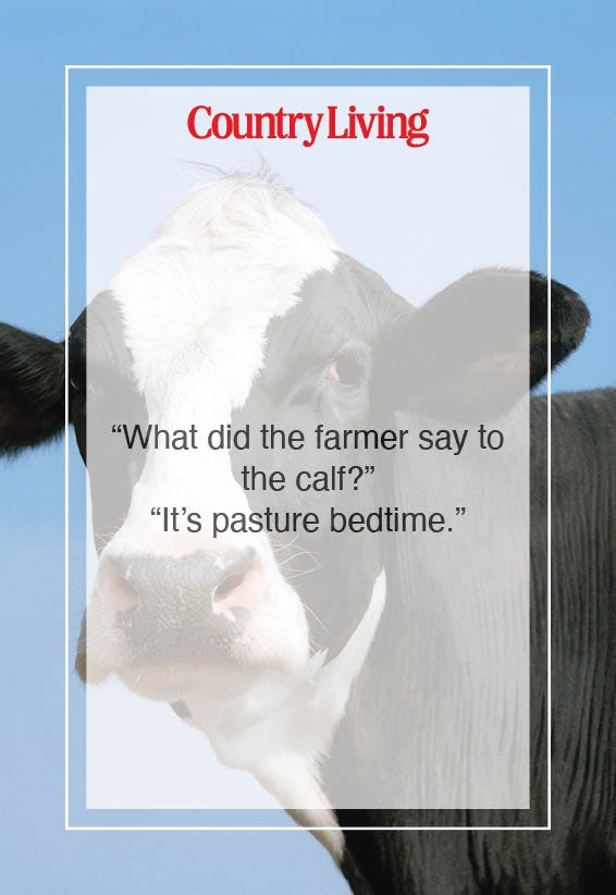 50 Hilarious Cow Jokes That Will Help You Milk the Laughs