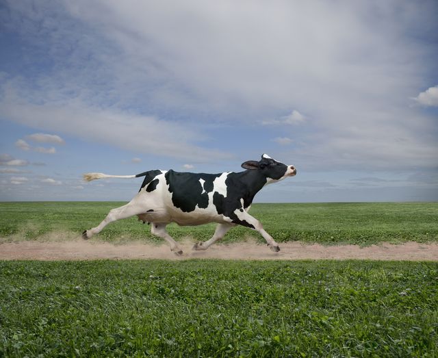 cow running on dirt path in crop field