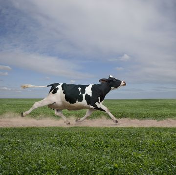 cow running on dirt path in crop field