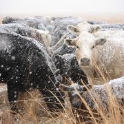 ree drummond cattle ranch