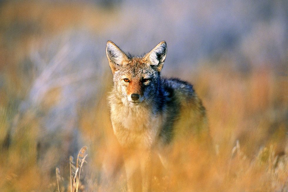Coyote (Canis latrans), Joshua Tree National Park, California, USA
