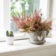 small plants decorating the window sill on a summer morning