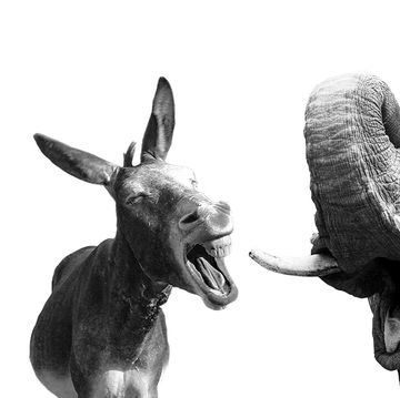 Head, Ear, Black-and-white, Organ, Snout, Working animal, Horn, Photography, Stock photography, Monochrome, 