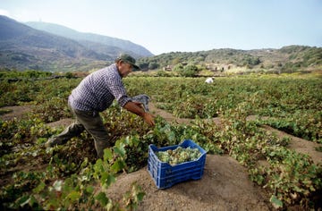 een man teelt druiven op een wijngaard op het italiaanse eiland pantelleria
