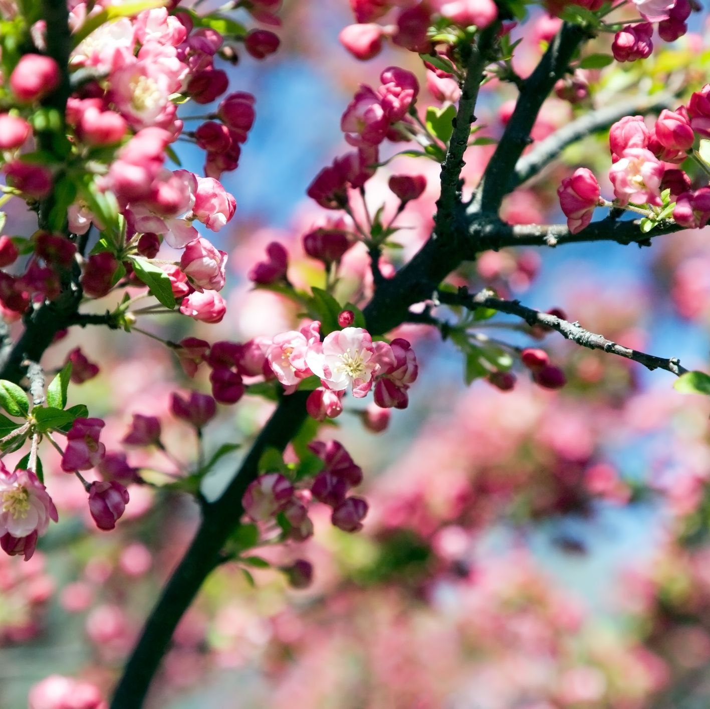 apple tree blossoms