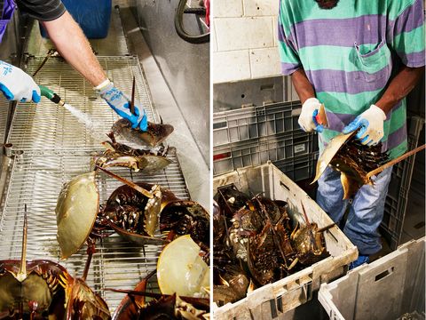 Crab, Dungeness crab, Seafood, Food, Street food, Cuisine, Decapoda, Crustacean, Dish, King crab, 