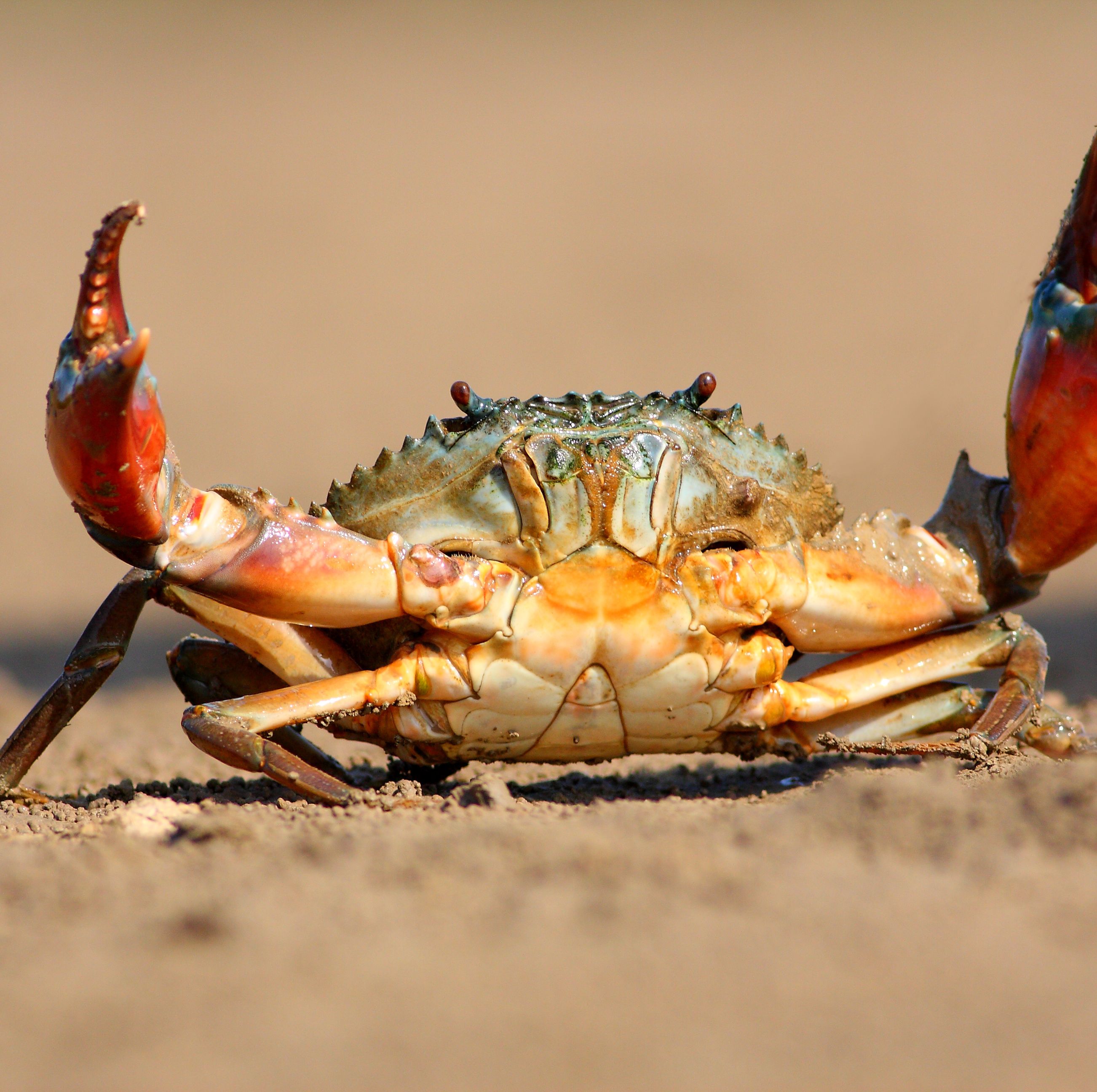 The Extraordinary Reason Why Crabs Are Taking Over the Animal Kingdom