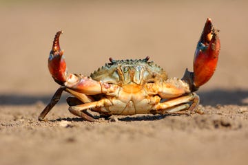 crab with claws extended