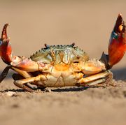 crab with claws extended